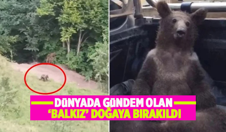 Düzce'nin Yığılca ilçesinde, acı bal yediği için baygınlık geçiren ve 'Balkız' ismi verilen bozayı, tedavisinin ardından doğaya bırakıldı.