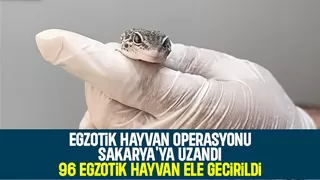 Egzotik hayvan operasyonu Sakarya'ya uzandı
