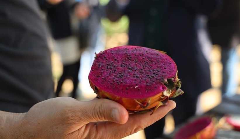 Ejder meyvesi artık komşuda da üretilecek