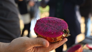 Ejder meyvesi artık komşuda da üretilecek