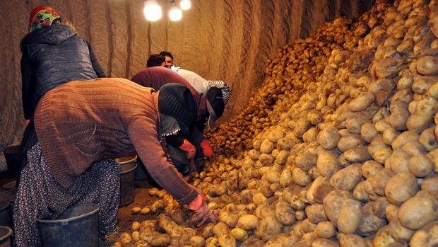 Elde kalan patates ve soğanı TMO alacak