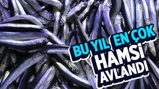 En çok avlanan balıklar belli oldu
