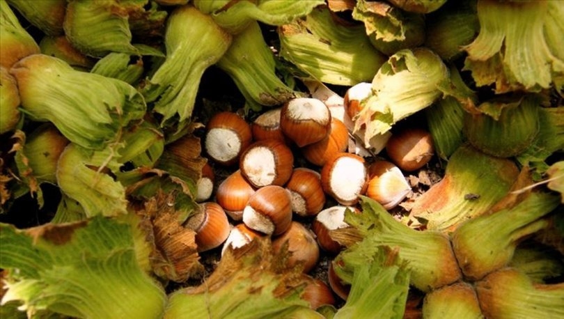 En çok fındık üreten şehirler arasında sakarya ilk üçte