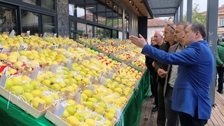 En güzel ayvayı seçtiler