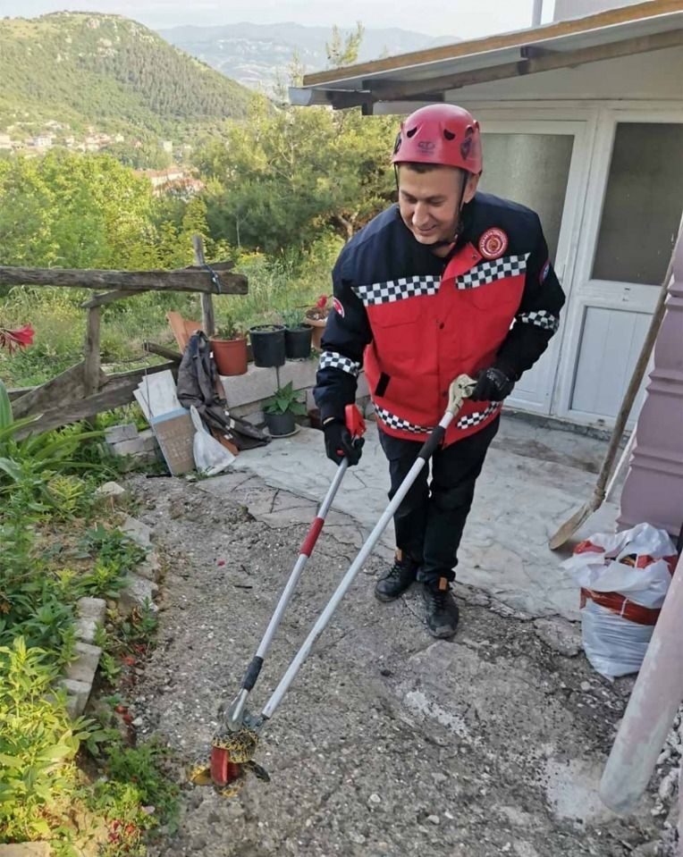 En zehirli yılan türleri arasında, ardiyede yakalandı
