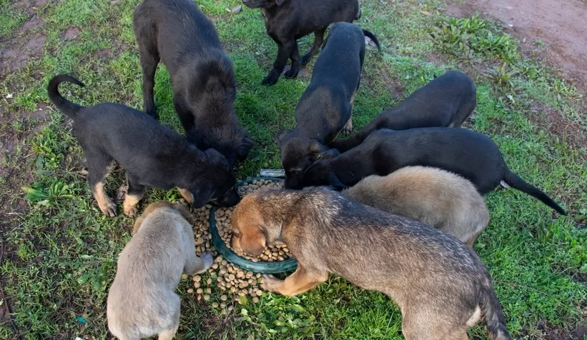 Erenler Belediyesi sokak hayvanlarını unutmadı