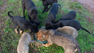 Erenler Belediyesi sokak hayvanlarını unutmadı