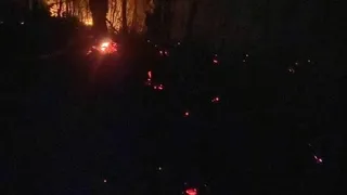 Erenler'de orman yangını