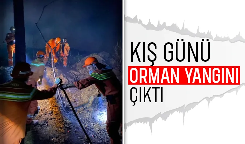 Erenler'de orman yangını