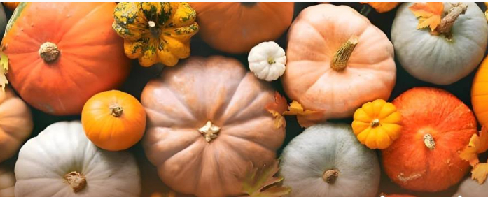 Erenler’de Kabak Festivali heyecanı 