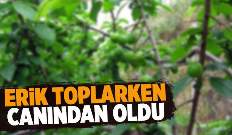 Erik ağacına çıkmaya çalışırken düşerek hayatını kabetti