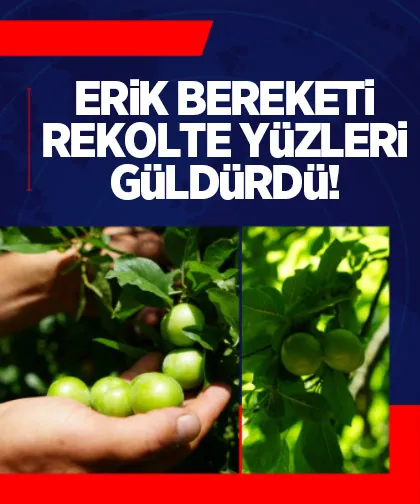 Erik bereketi