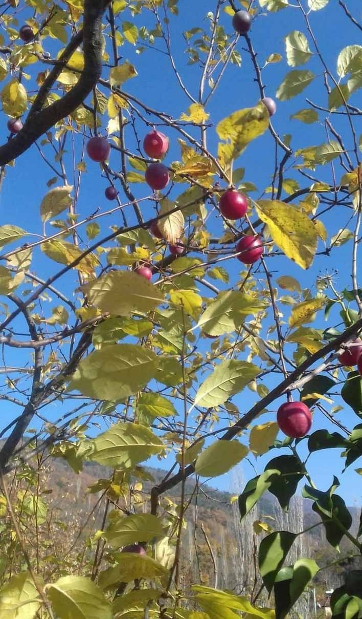 Erik kış günü meyve verdi