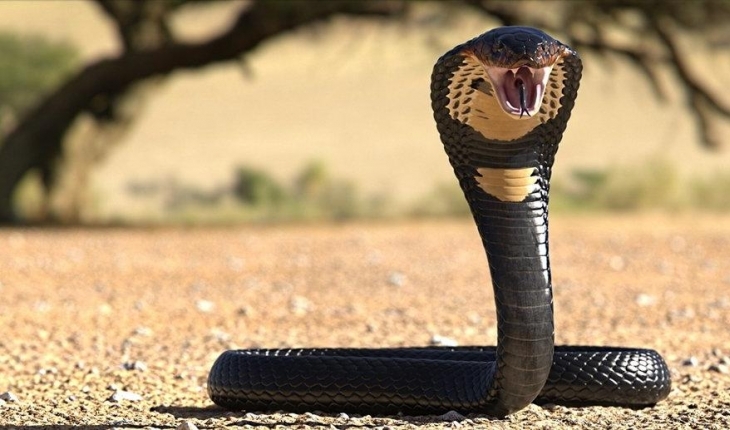 Eşini öldürmek için 'kobra yılanı' kiraladı