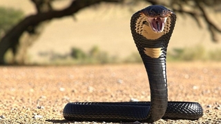 Eşini öldürmek için 'kobra yılanı' kiraladı