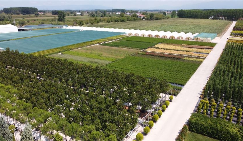 Eski belediye çöplüğünde çiçekler açtı!