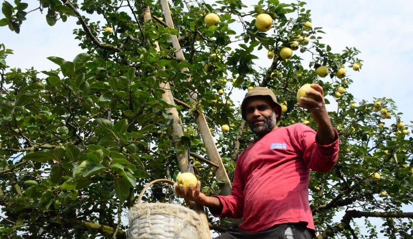 Eşme ayvasında hasat sürüyor