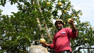 Eşme ayvasında hasat sürüyor