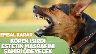  Estetik masraflarını köpeğin sahibi öder