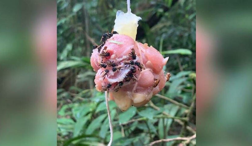 Et yiyen akbaba arılarının sırrı çözüldü