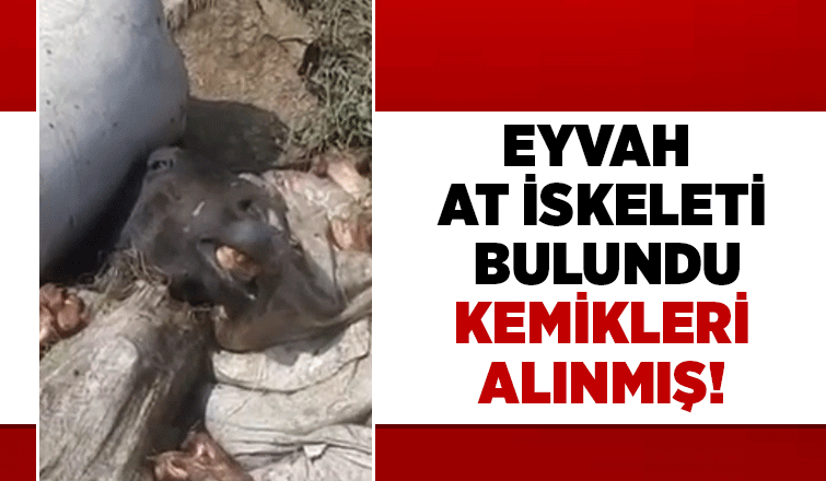 Etleri alınmış at kemikleri bulundu