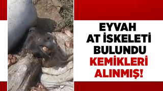 Etleri alınmış at kemikleri bulundu