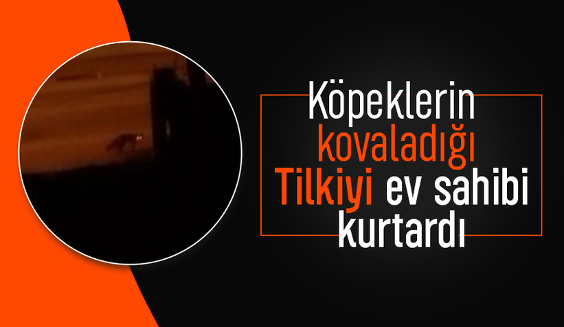 Ev sahibi tilkiyi köpeklerden korudu