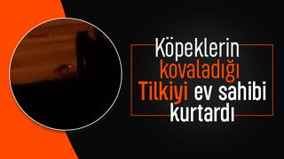 Ev sahibi tilkiyi köpeklerden korudu