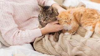 Evcil hayvan beslemenin 6 faydası