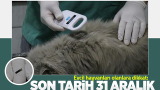 Evcil hayvanlara çip takılmasında son tarih 31 Aralık