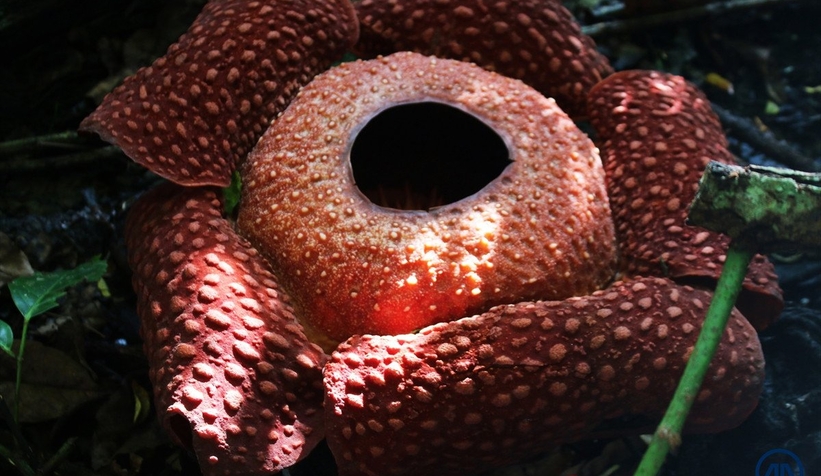 Evin bahçesinde ceset çiçeği açtı