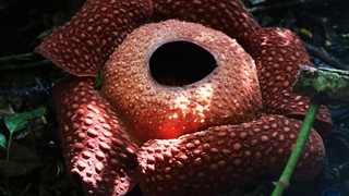 Evin bahçesinde ceset çiçeği açtı