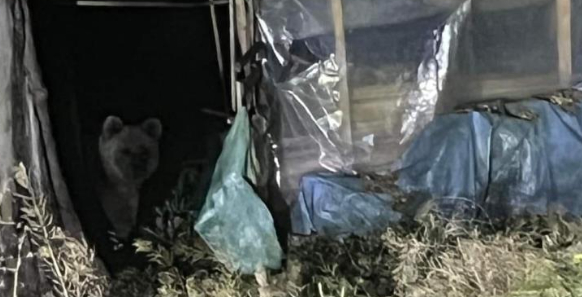 Evin bahçesine ayı girdi