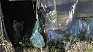 Evin bahçesine ayı girdi