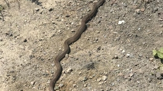 Evin kombisinden 2 metrelik dev yılan çıktı