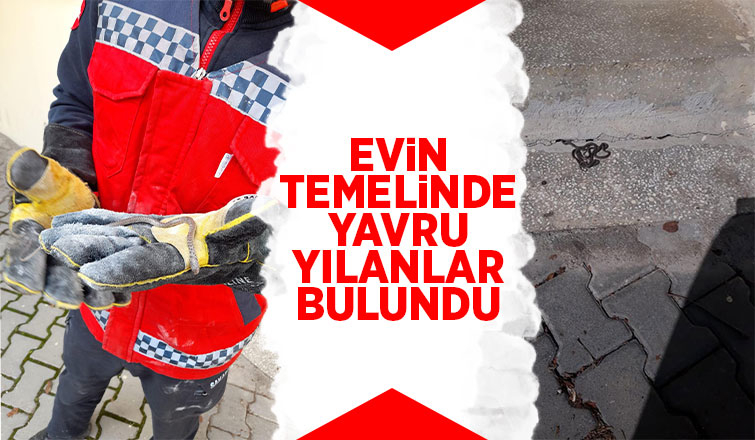 Evin temelinde yavru yılanlar bulundu