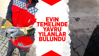 Evin temelinde yavru yılanlar bulundu