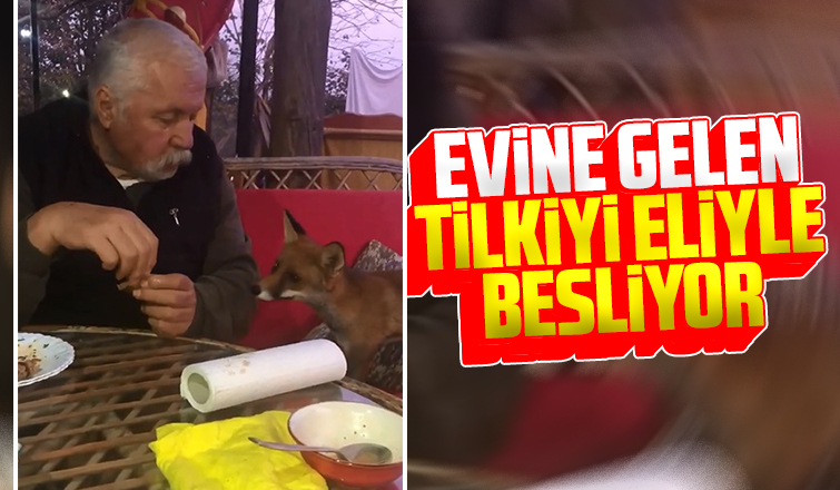 Evine gelen tilkiyi eliyle besliyor
