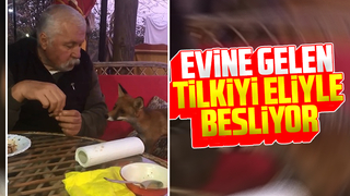 Evine gelen tilkiyi eliyle besliyor