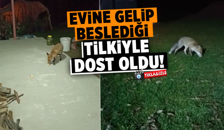 Evine gelen tilkiyi her gün besliyor