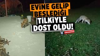 Evine gelen tilkiyi her gün besliyor