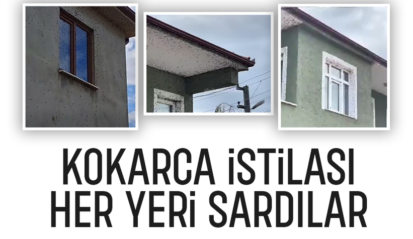 Evleri, binaları istila ettiler; Sokağa çıkmakta zorlanıyorlar