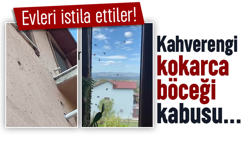 Evleri istila ettiler; Kahverengi kokarcalar evleri sardı