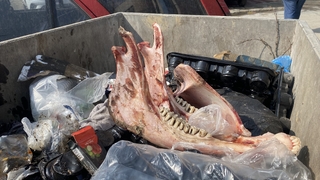 Eyvah! Çöpte eti sıyrılmış tek tırnaklı hayvan kemikleri bulundu