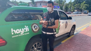 Eziyet gören tavşanı barınağa verdiler