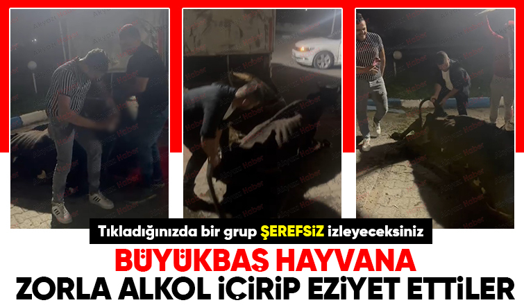 Eziyetin böylesi: İneğe zorla alkol içirip böyle eziyet ettiler