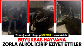 Eziyetin böylesi: İneğe zorla alkol içirip böyle eziyet ettiler