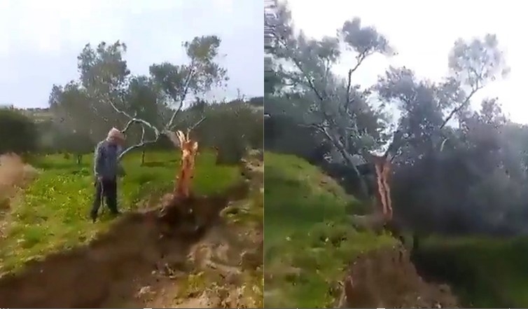 Fay ikiye böldüğü ağacı 10 metre taşıdı