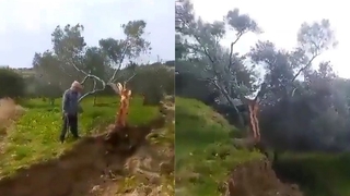 Fay ikiye böldüğü ağacı 10 metre taşıdı