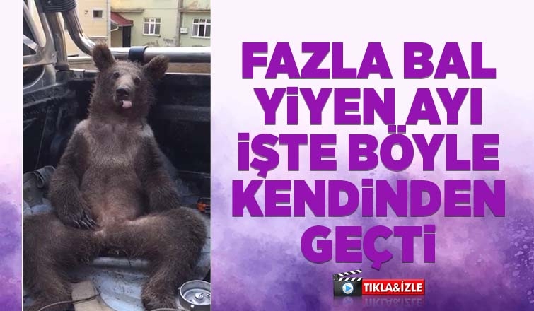 Fazla bal yiyen ayı kendinden geçti